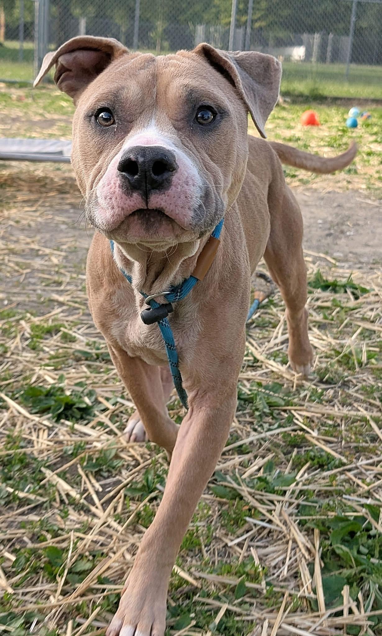 Wrinkles, a ADOPTABLE Pit Bull Terrier in Chicago, IL image 3/5