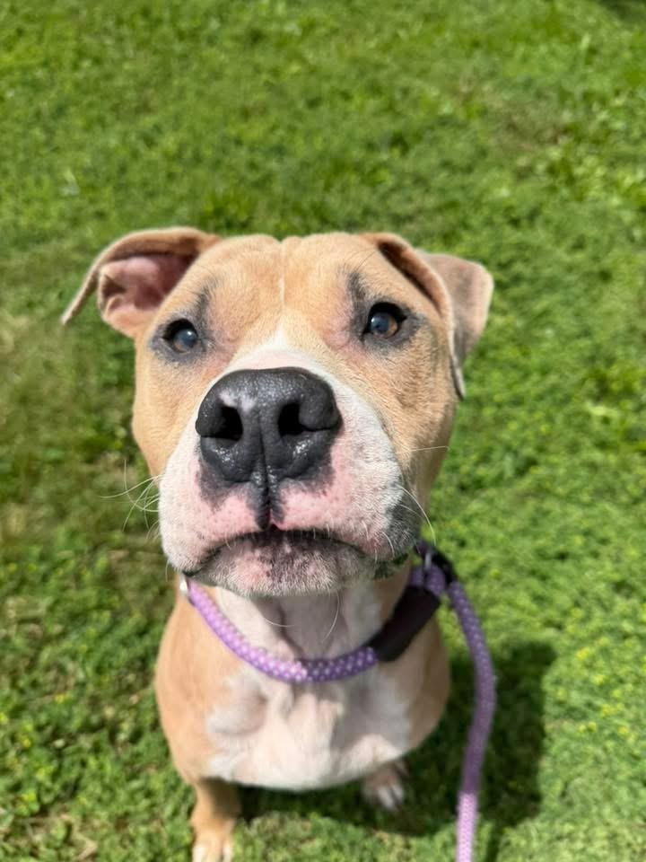 Wrinkles, ADOPTABLE, Adult Male Pit Bull Terrier.