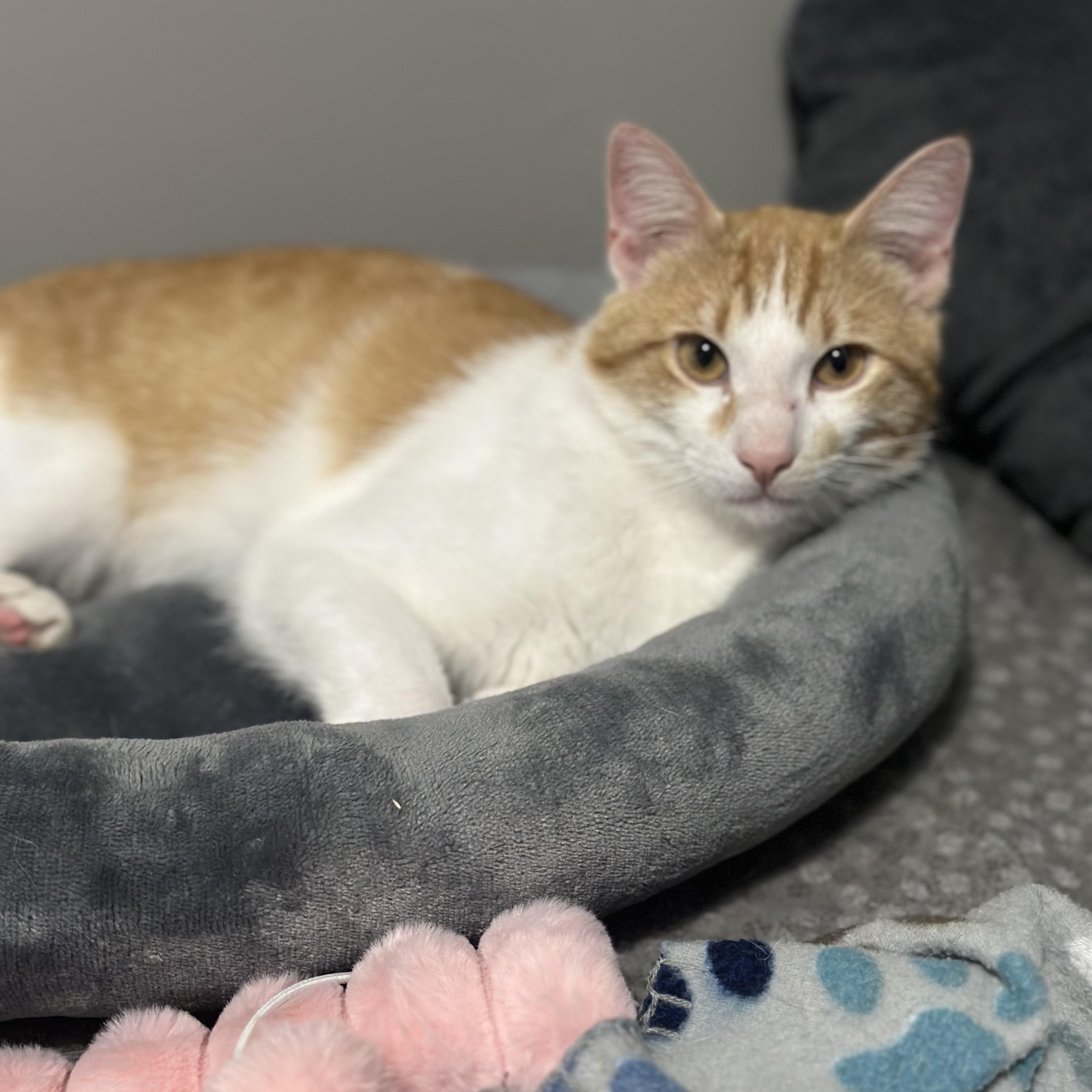 Enlarge Sunny , a Adoptable mixed breed in Omaha, NE image 2/5