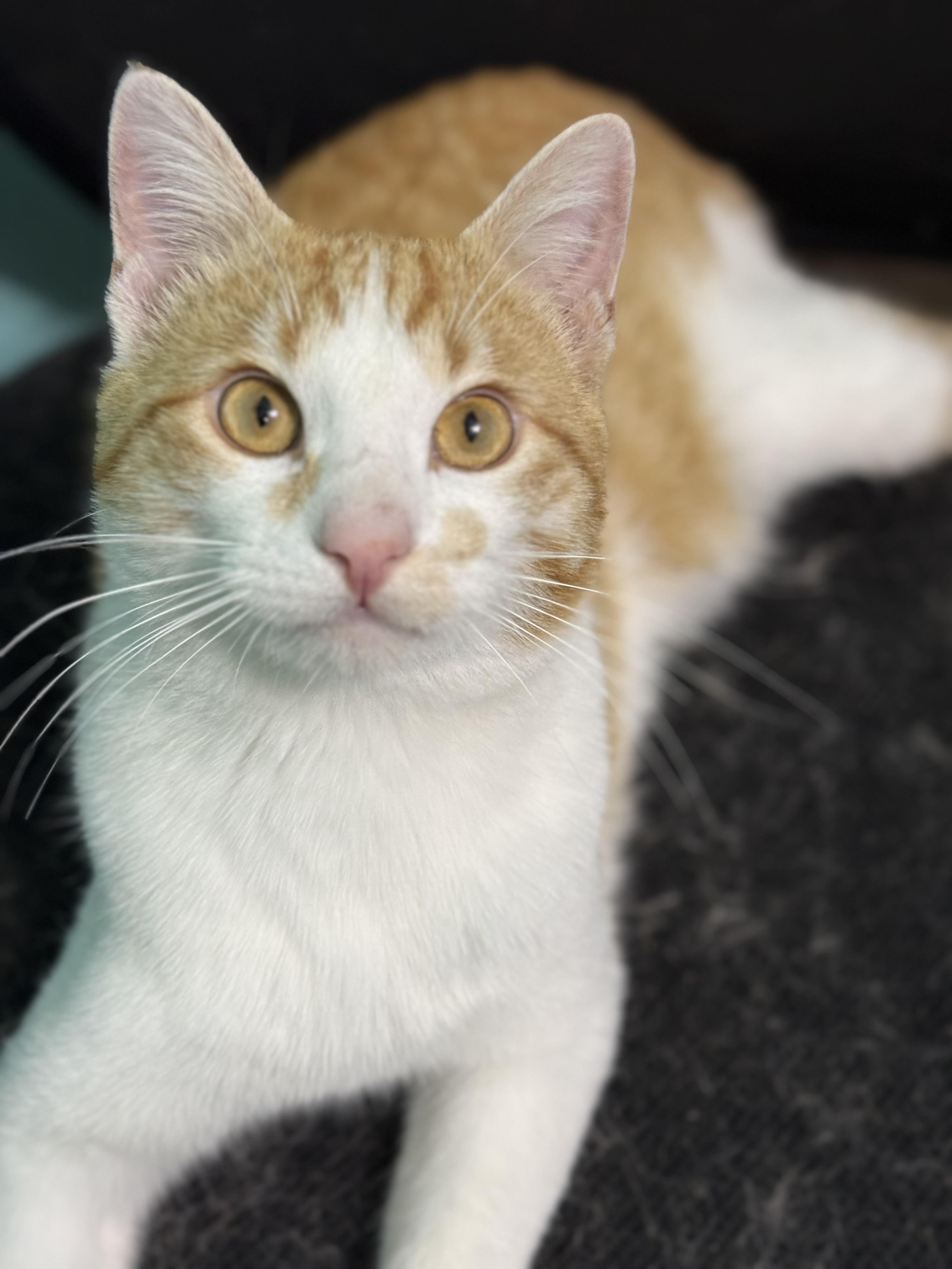 Enlarge Sunny , a Adoptable mixed breed in Omaha, NE image 3/5