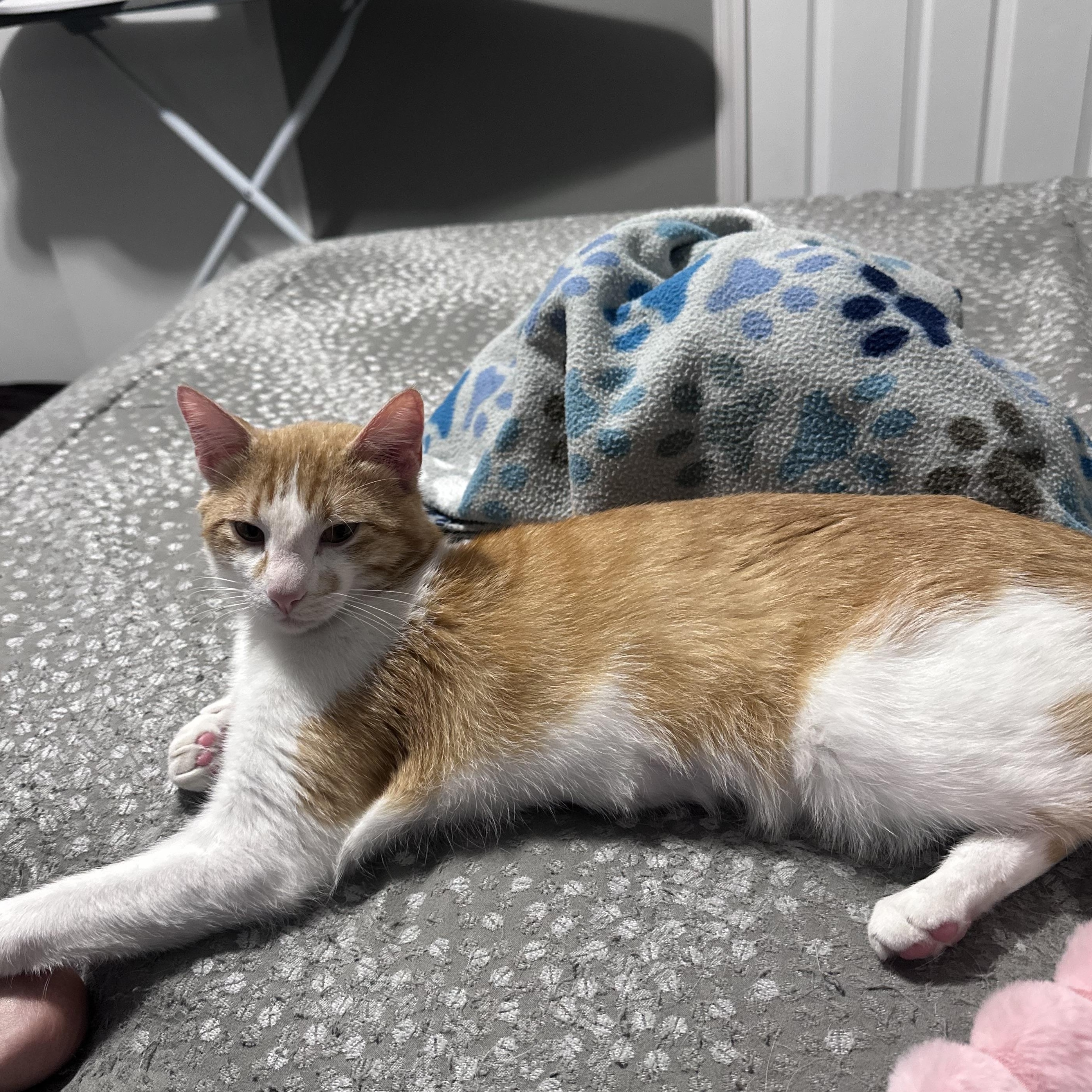 Enlarge Sunny , a Adoptable mixed breed in Omaha, NE image 5/5