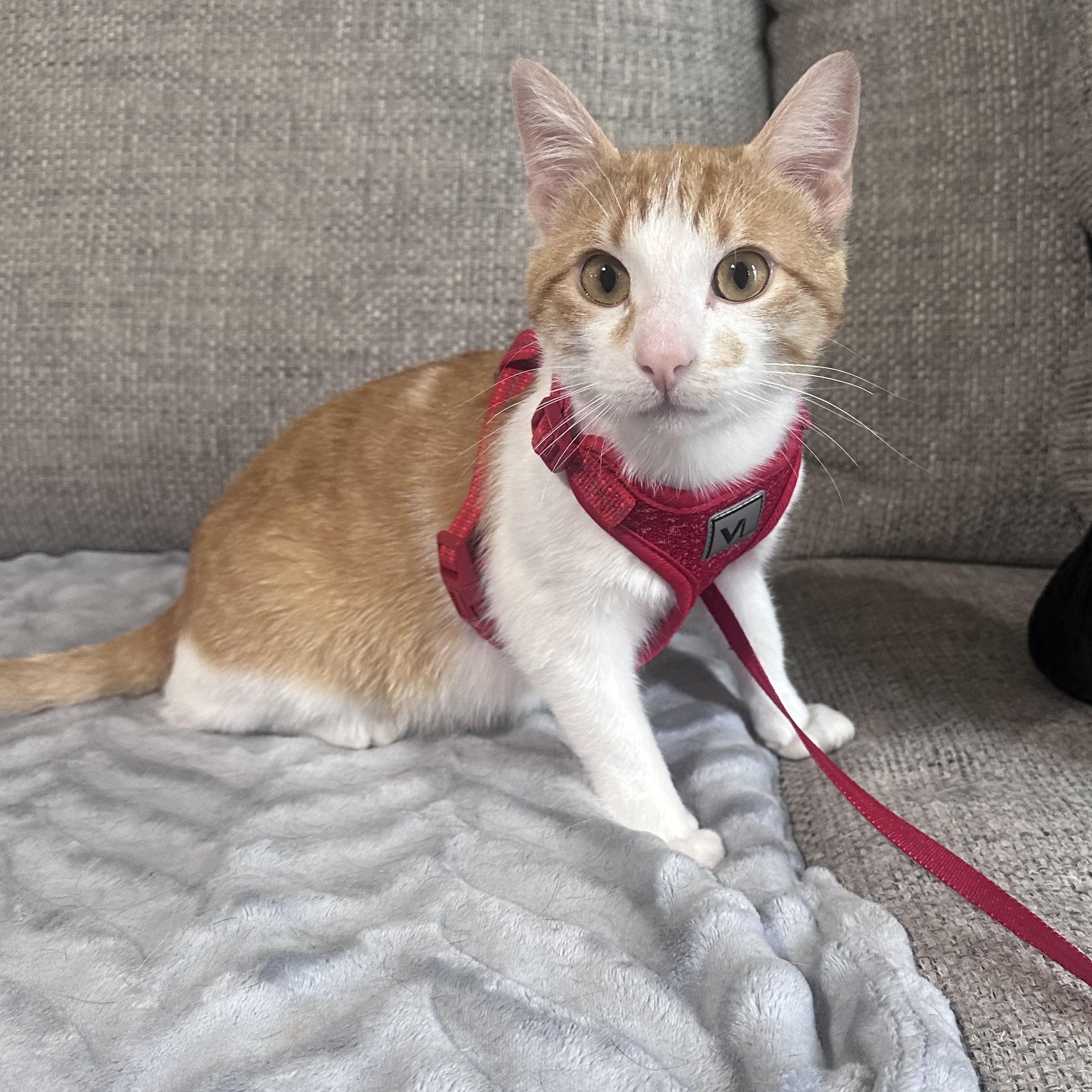 Enlarge Sunny , a Adoptable mixed breed in Omaha, NE image 4/5