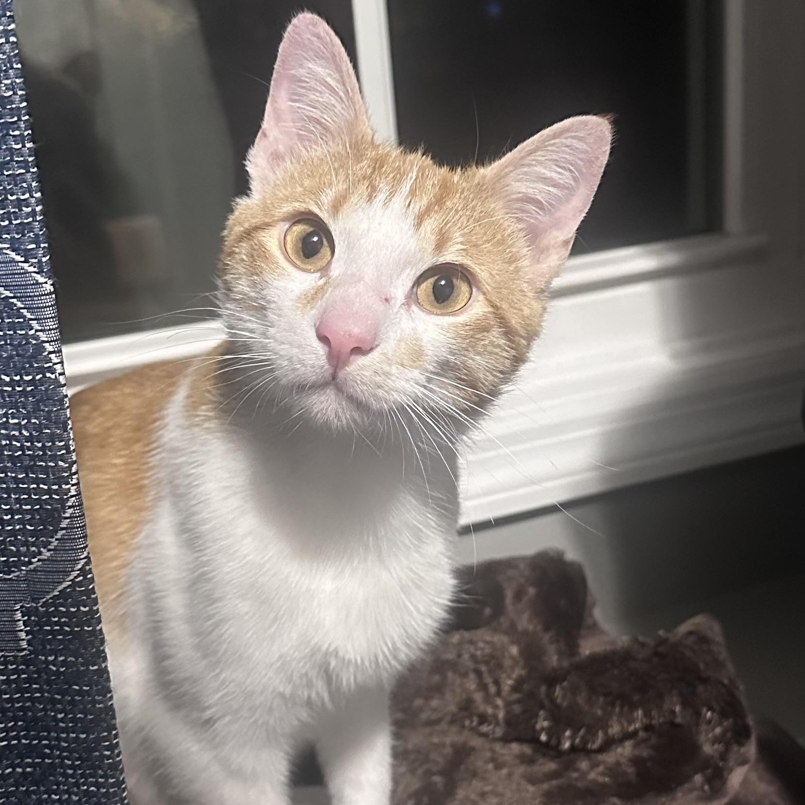 Enlarge Sunny , a Adoptable mixed breed in Omaha, NE image 1/5