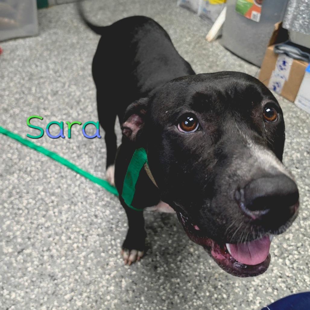 Sara, Adoptable, Adult Female Pit Bull Terrier & Mixed Breed.