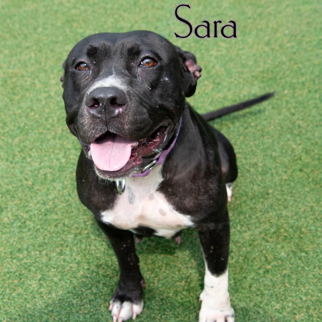 Enlarge Sara, a Adoptable mixed breed in Parkersburg, WV image 2/3