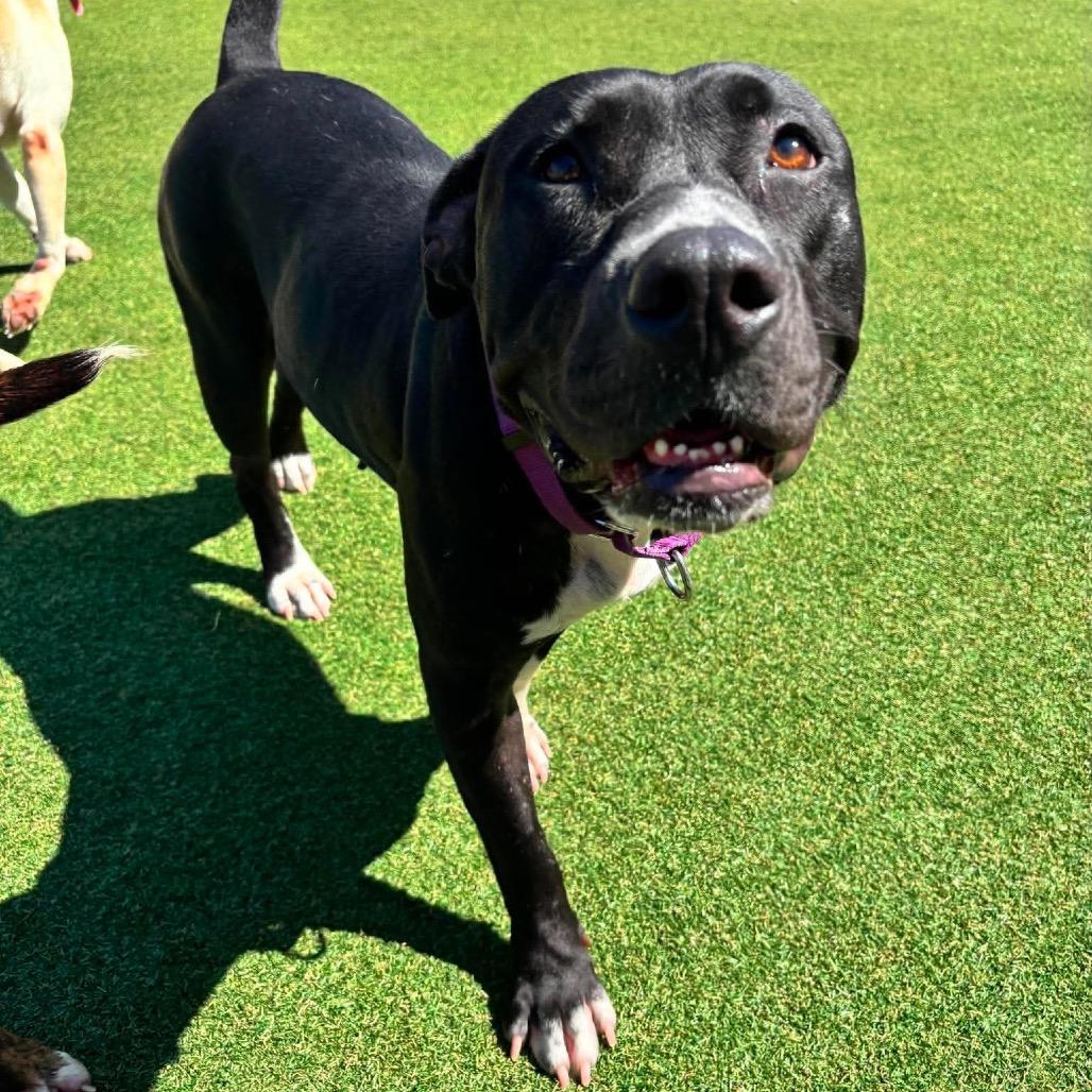 Enlarge Sara, a Adoptable mixed breed in Parkersburg, WV image 3/3