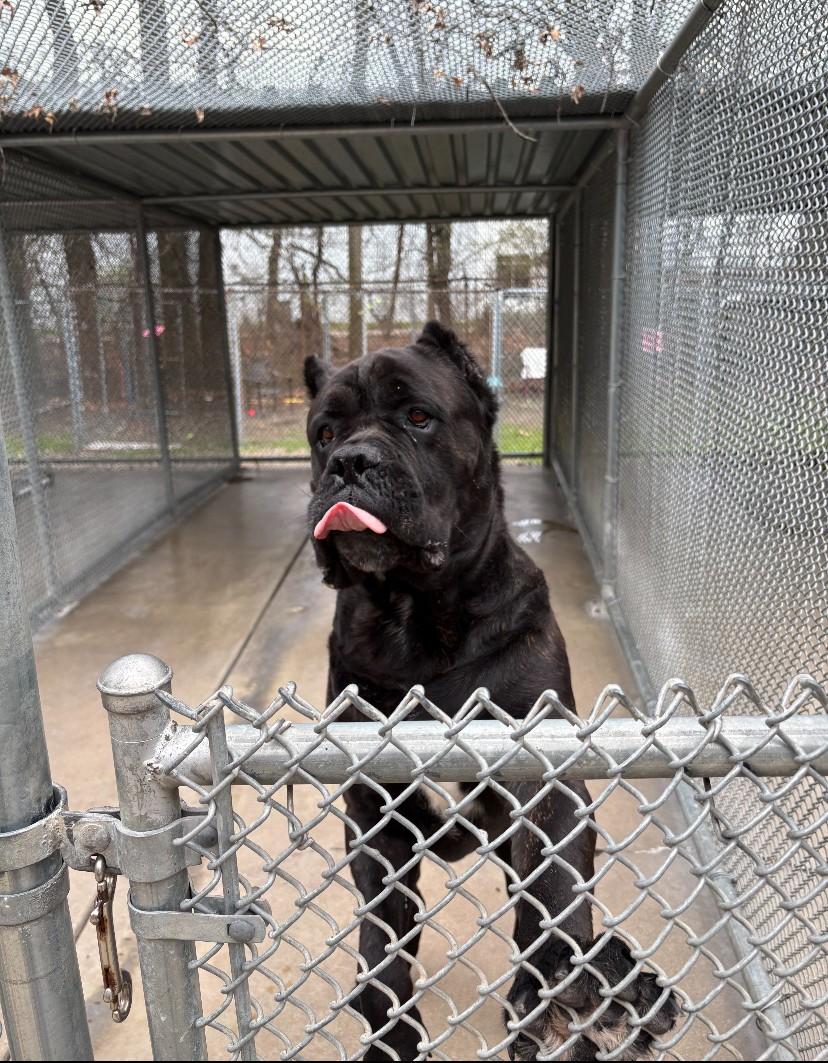 Enlarge Smoke, a ADOPTABLE Cane Corso in Teterboro, NJ image 2/2