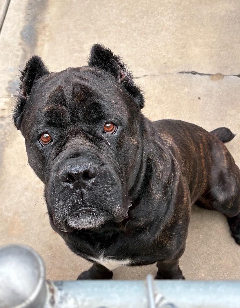 Enlarge Smoke, a ADOPTABLE Cane Corso in Teterboro, NJ image 1/2