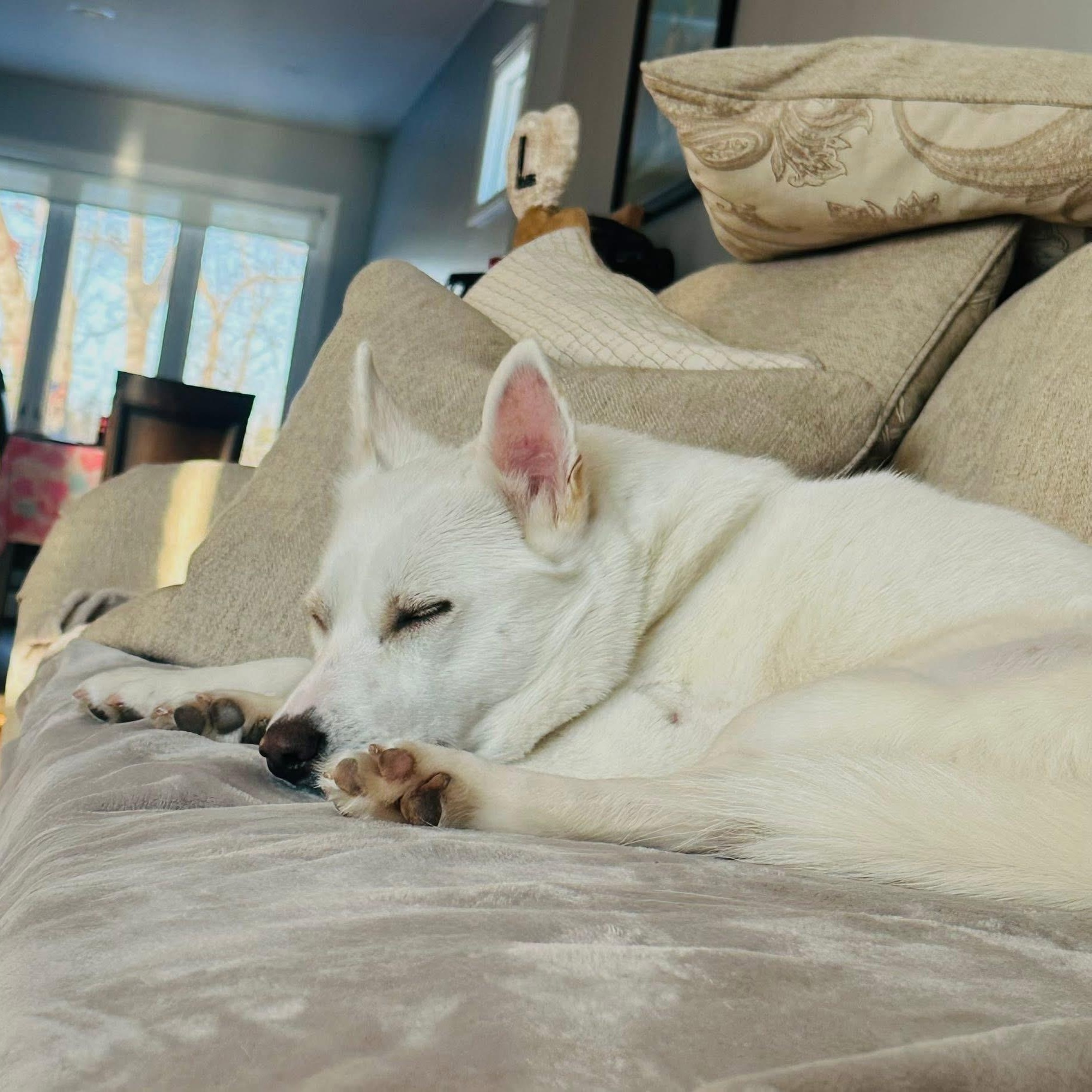 Awesome Athena!, an adopted mixed breed in Nanuet, NY image 6/6