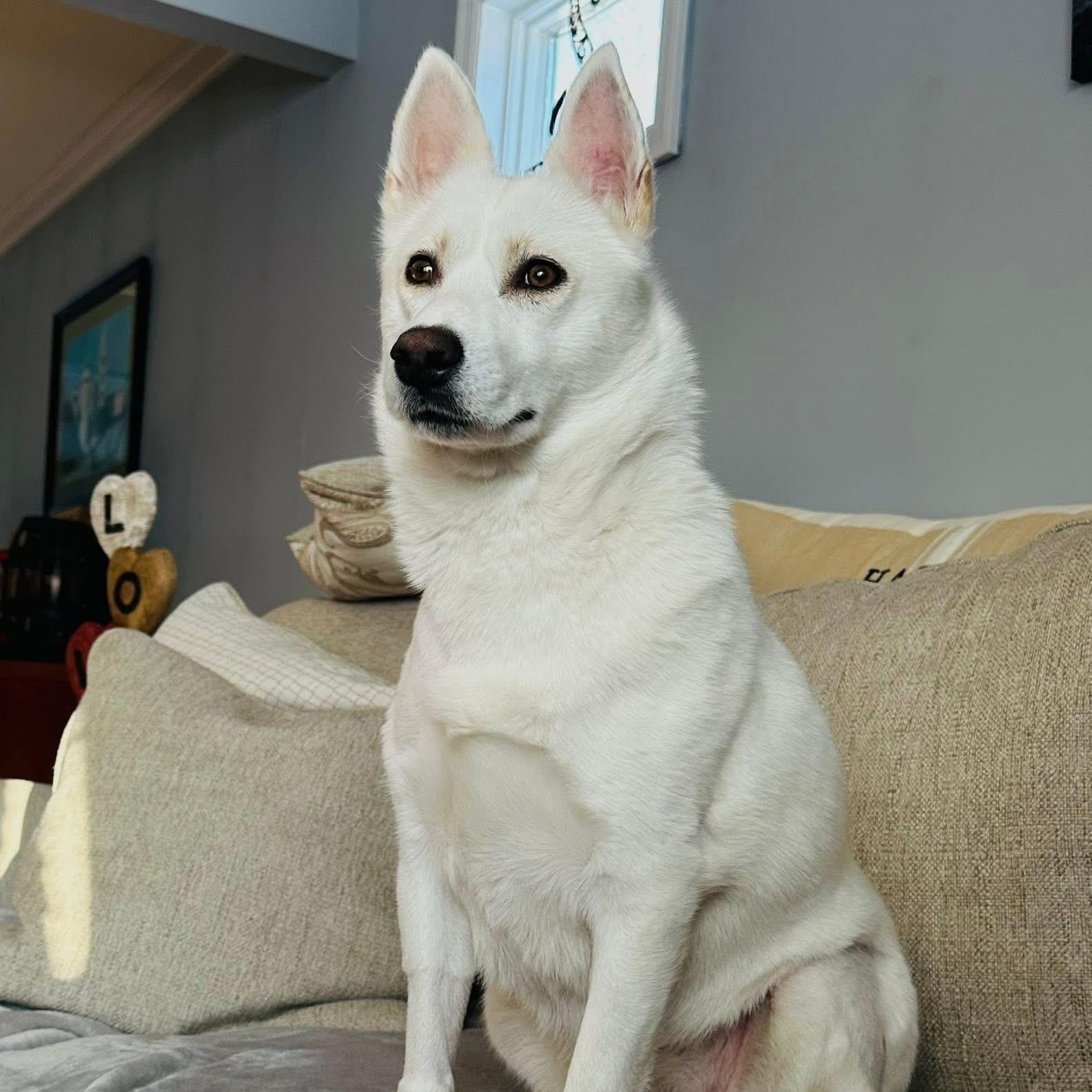 Awesome Athena!, an adopted mixed breed in Nanuet, NY image 5/6