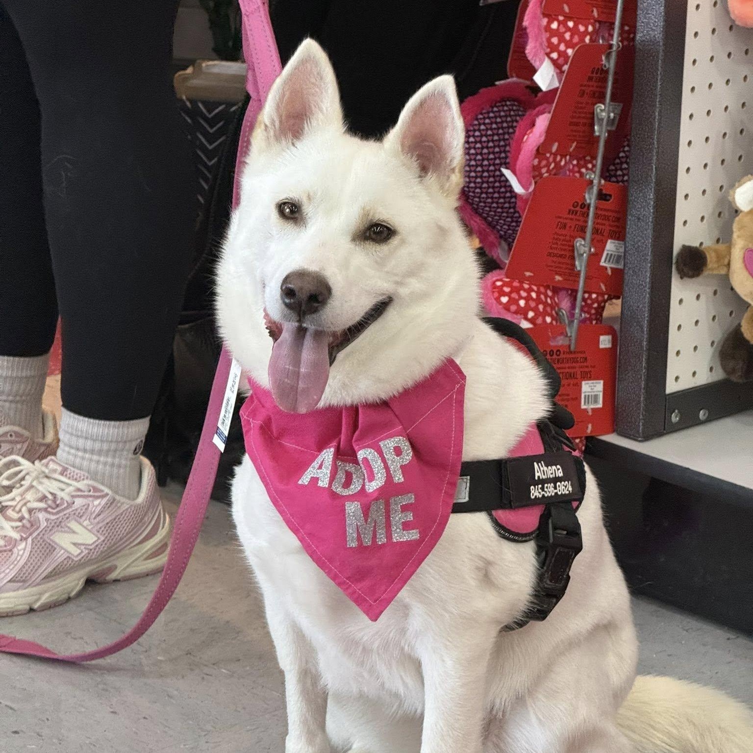 Awesome Athena!, an adopted mixed breed in Nanuet, NY image 1/6