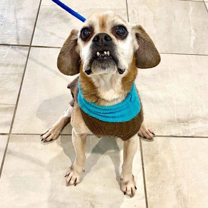 Cash, an adoptable Pug, Beagle in Lafayette, NJ, 07848 | Photo Image 1