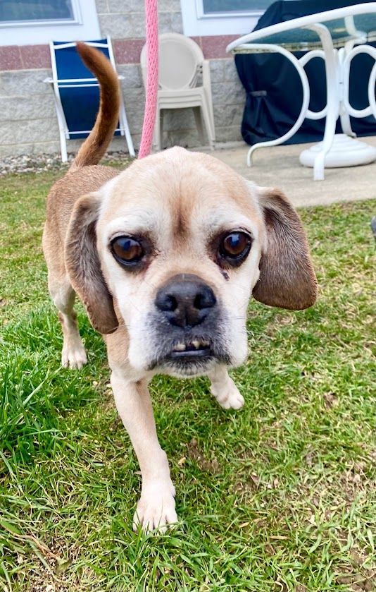 Cash, an adoptable Pug, Beagle in Lafayette, NJ, 07848 | Photo Image 4