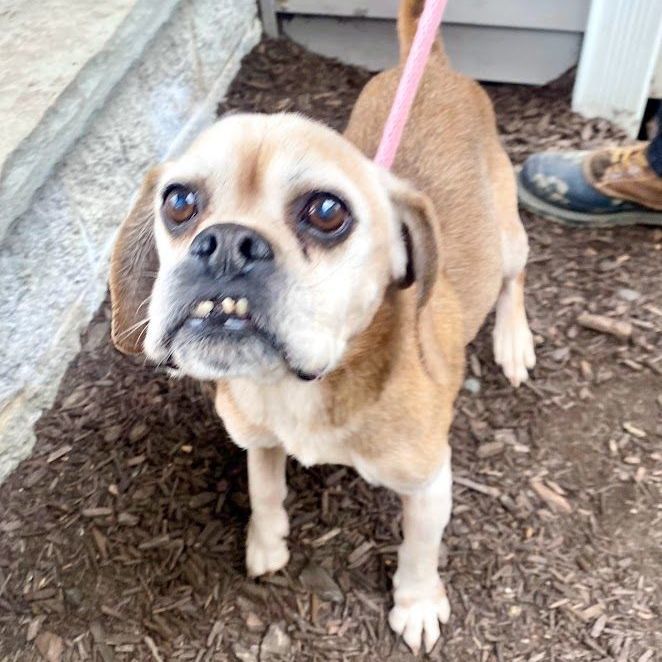 Cash, an adoptable Pug, Beagle in Lafayette, NJ, 07848 | Photo Image 3