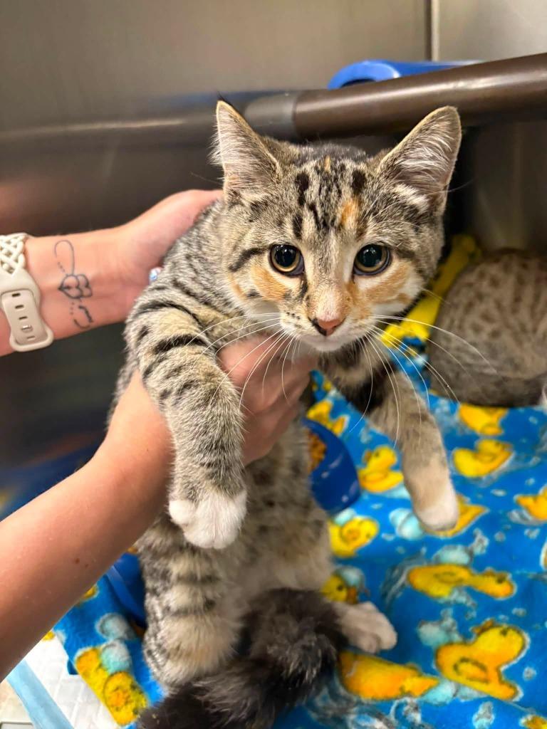 Iris, Adoptable, Kitten Female Tabby.