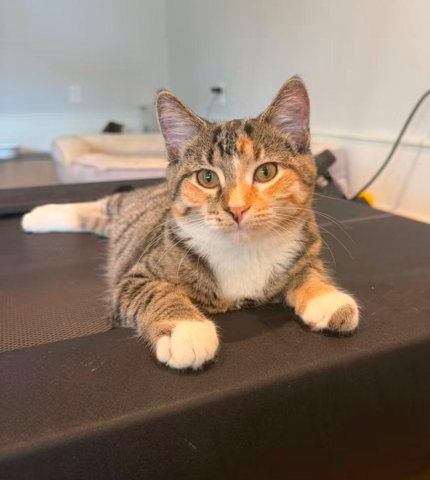 Enlarge Iris, a Adoptable Tabby in La Porte, IN image 2/2