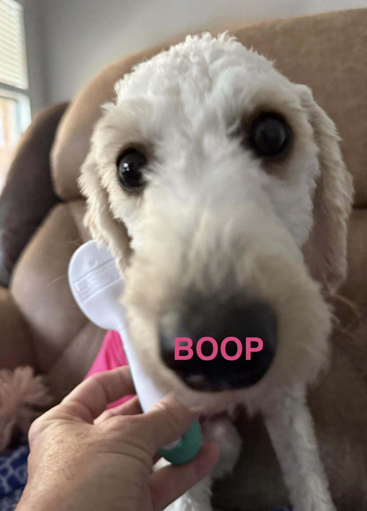 Liza, an adoptable Miniature Poodle, Havanese in Ennis, TX, 75119 | Photo Image 5