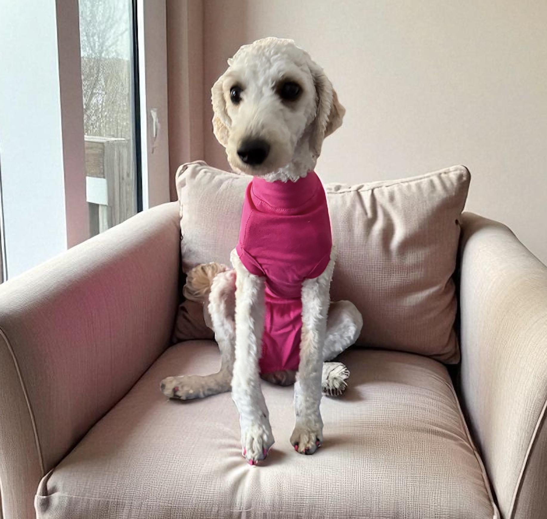 Liza, an adoptable Miniature Poodle, Havanese in Ennis, TX, 75119 | Photo Image 1