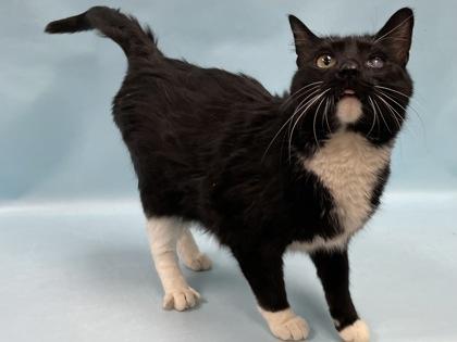 George, Adoptable, Adult Male Domestic Medium Hair.