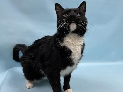 Enlarge George, a Adoptable Domestic Medium Hair in Coon Rapids, MN image 2/3