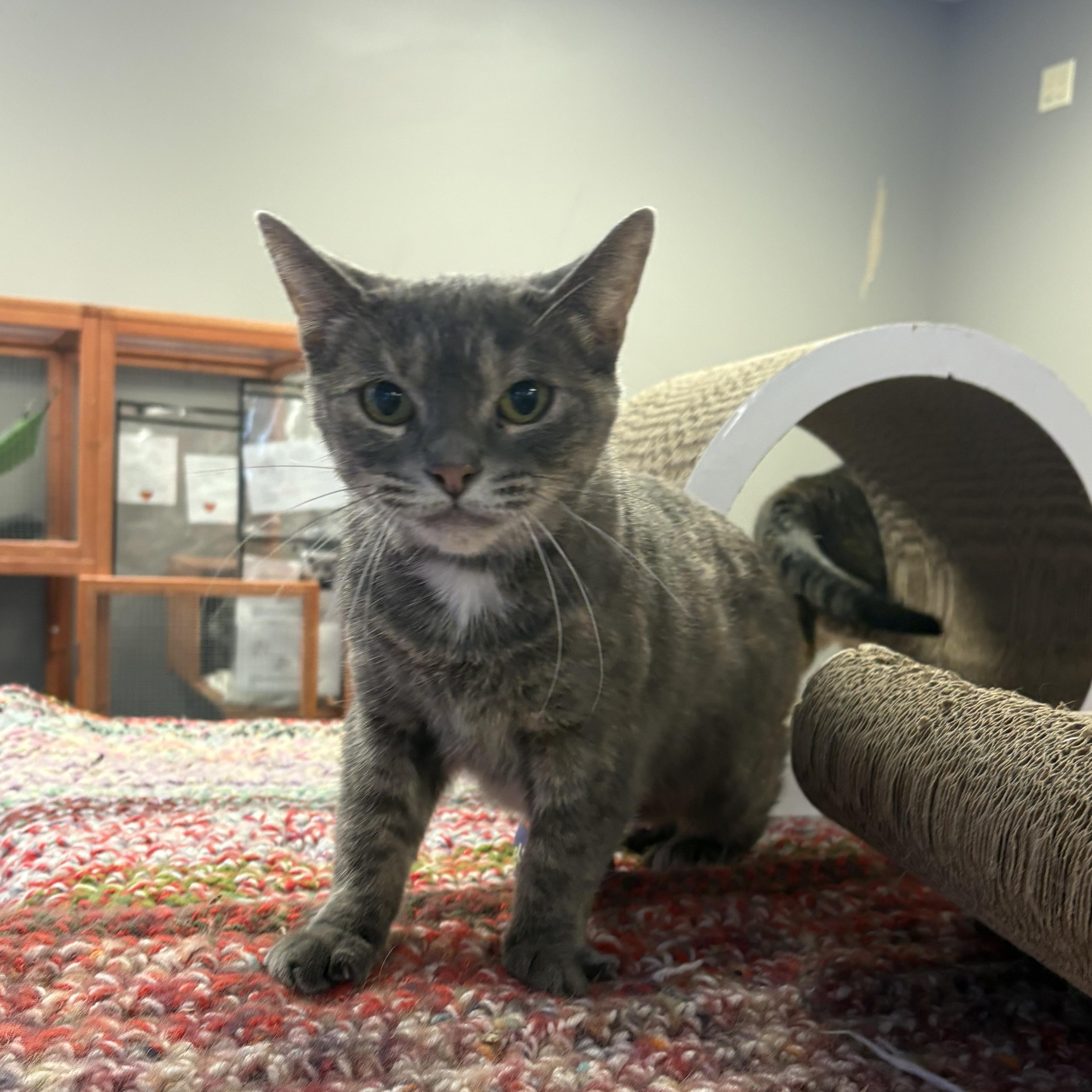 Pearl, a Adoptable Domestic Short Hair in Hamburg, NY image 1/2
