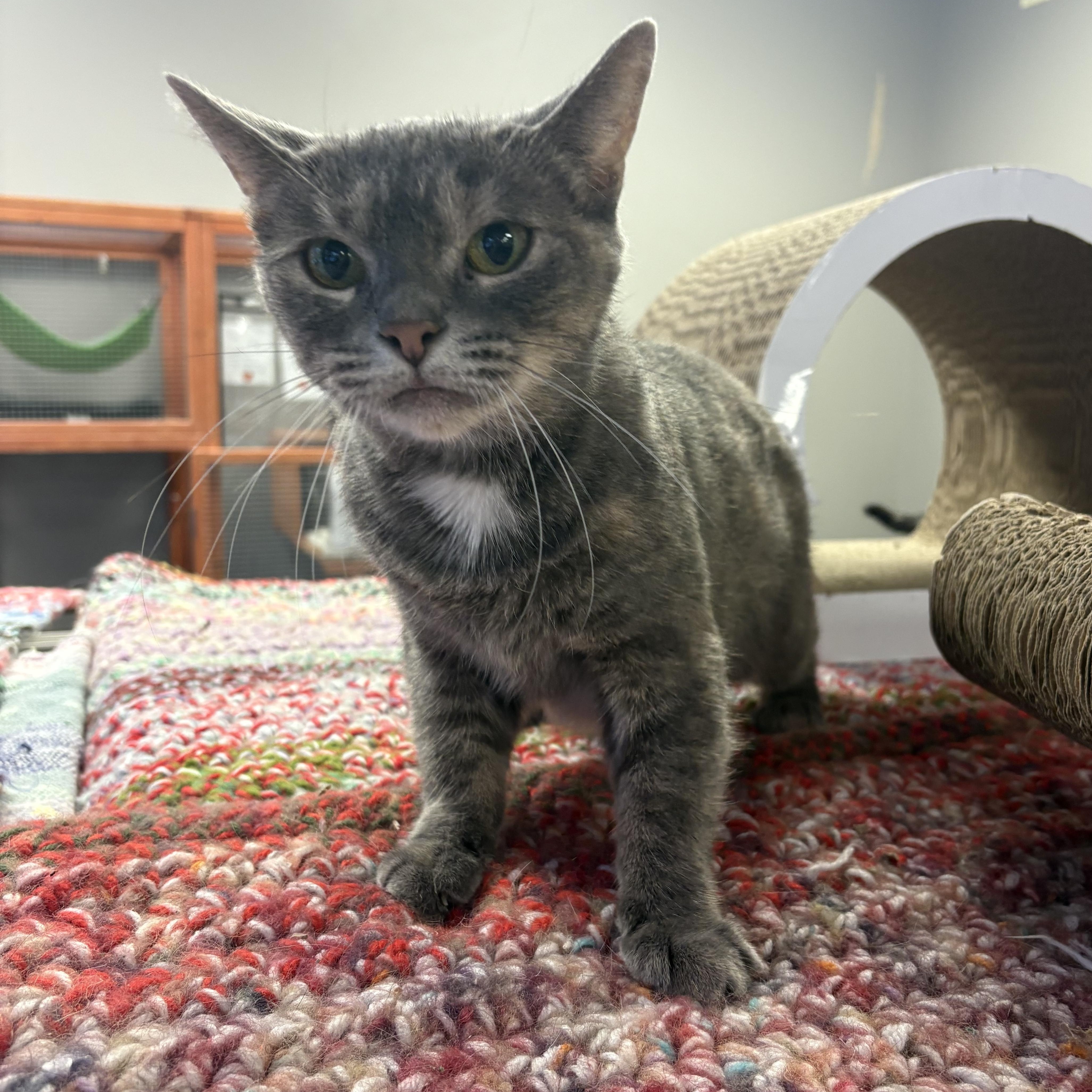 Pearl, a Adoptable Domestic Short Hair in Hamburg, NY image 2/2