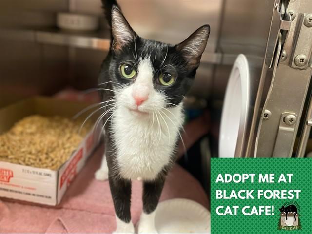 JULIA, Adoptable, Young Female Domestic Short Hair.
