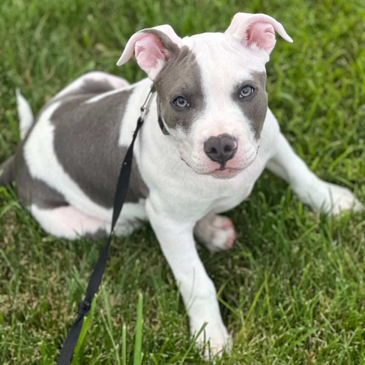 Petey
