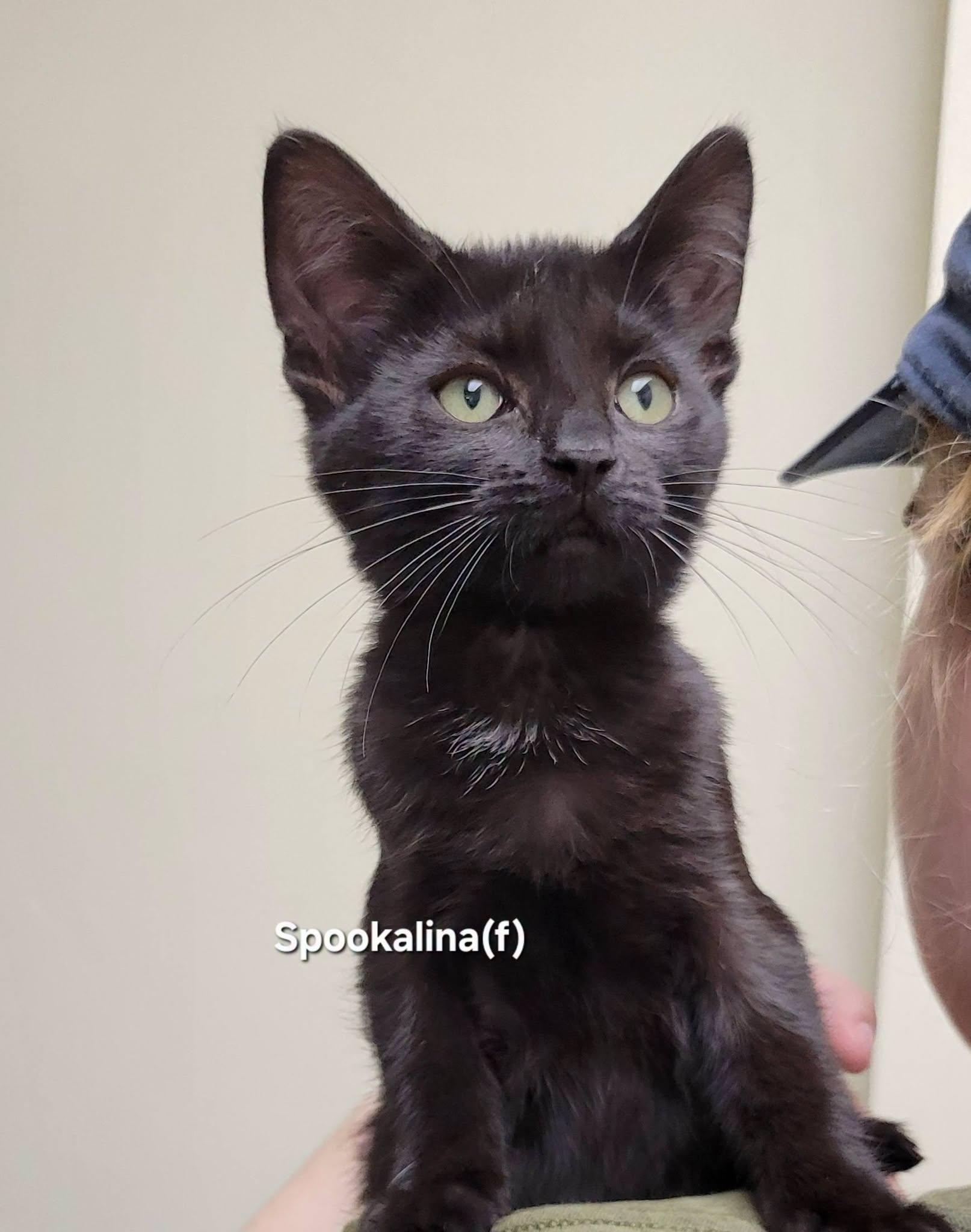 Spookalina