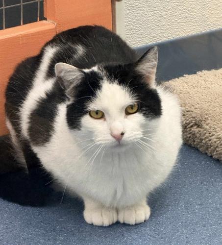 Enlarge Percy, a Adoptable Domestic Short Hair in St. Johnsbury, VT image 1/2