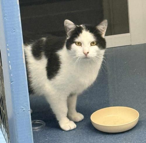 Enlarge Percy, a Adoptable Domestic Short Hair in St. Johnsbury, VT image 2/2