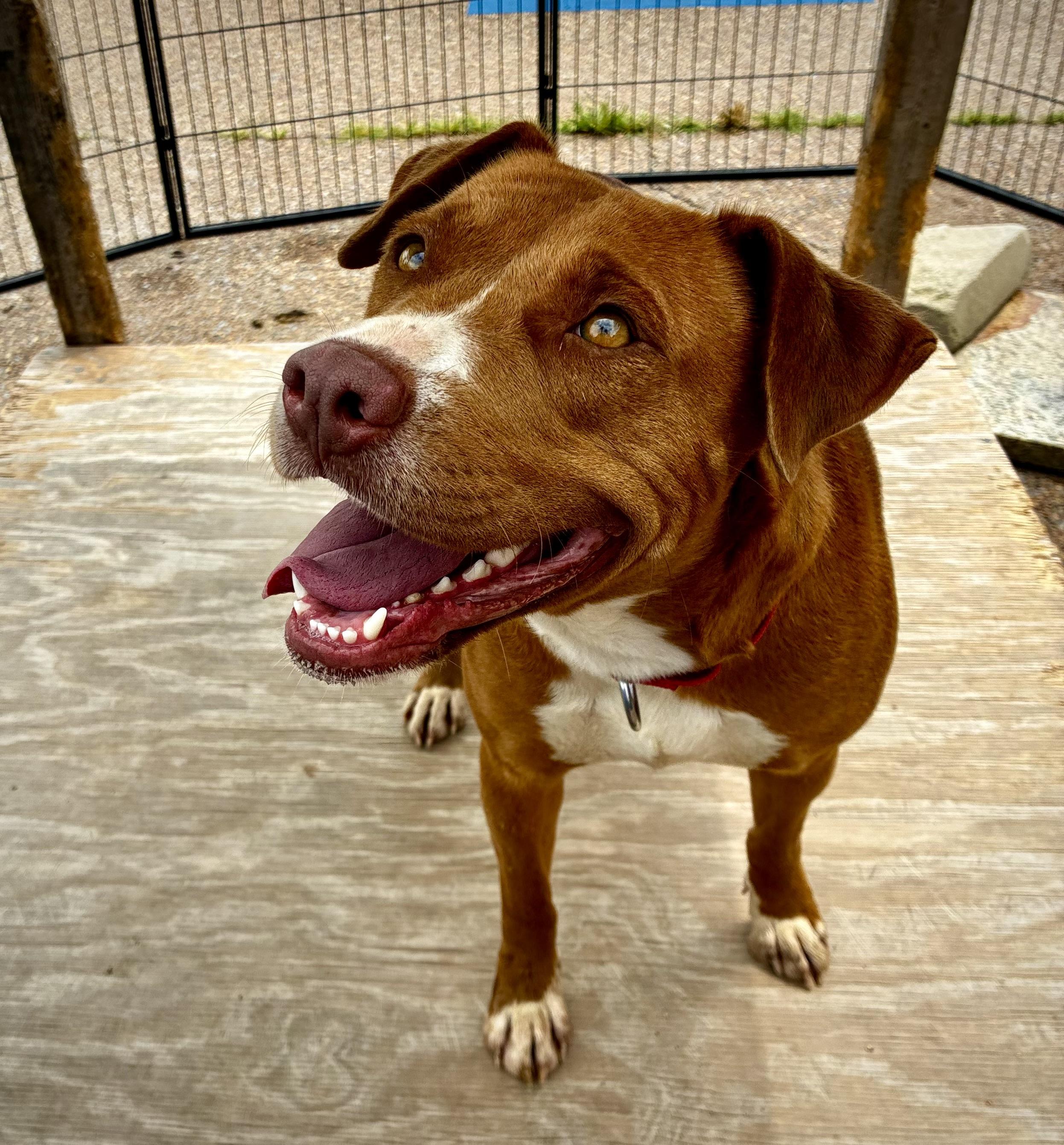 Lori, Adult Female Terrier