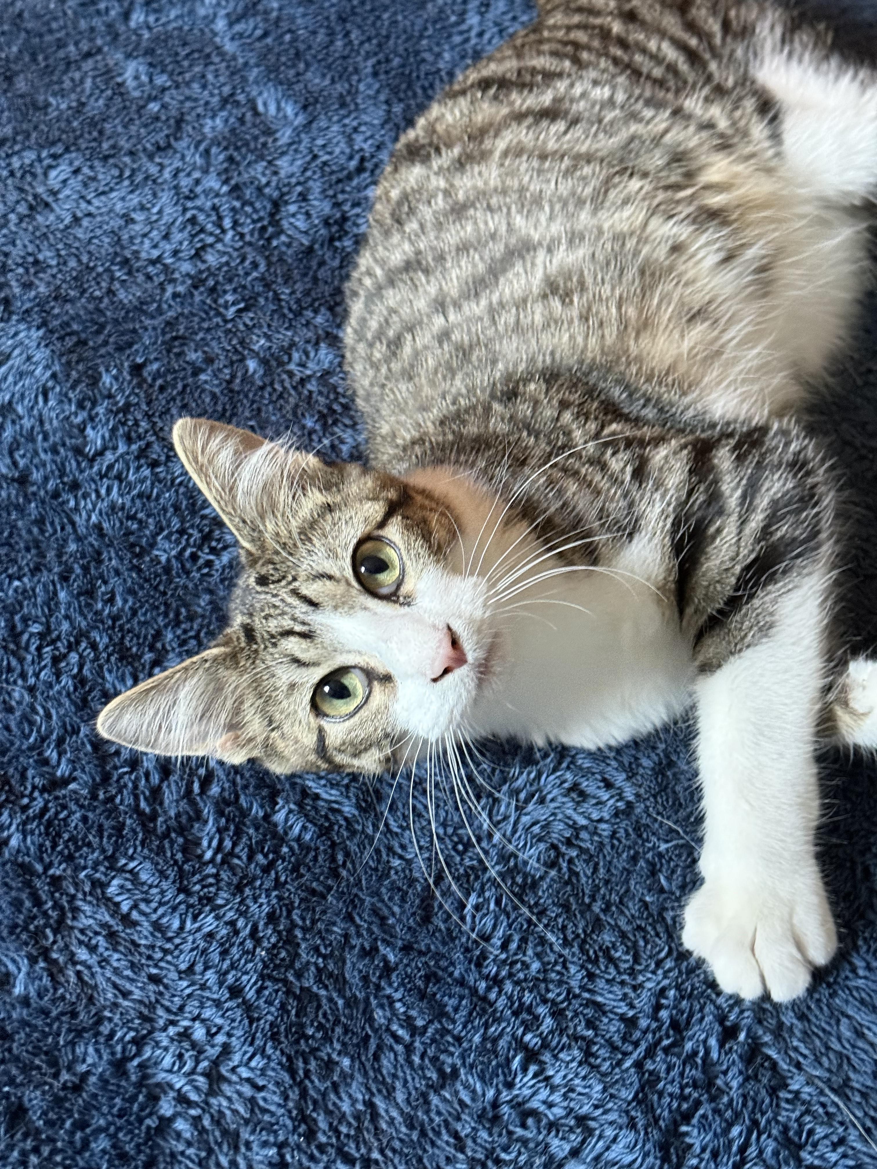 Enlarge Kermit, a ADOPTABLE Domestic Short Hair in Joliet, IL image 1/1