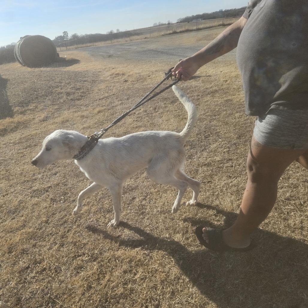 Elliot, Adoptable, Young Male Labrador Retriever & Shepherd.
