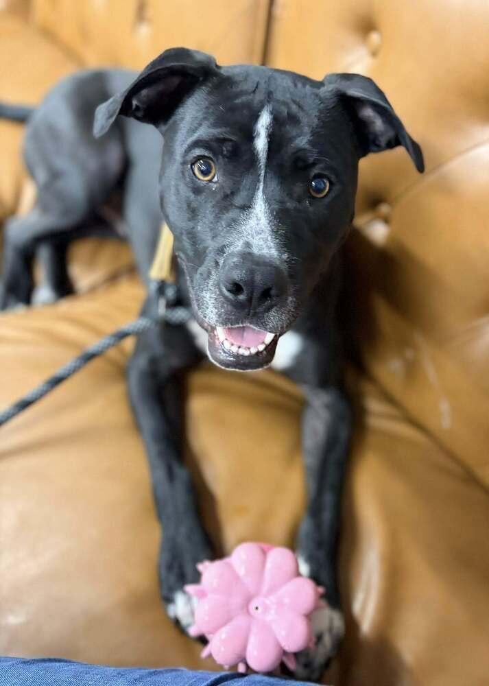Rocky (FKA Walter 24-151 D), a Adoptable mixed breed in Lansing, MI image 2/6