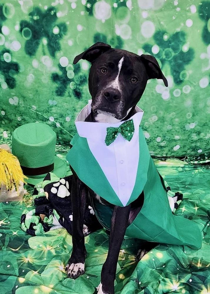 Rocky (FKA Walter 24-151 D), a Adoptable mixed breed in Lansing, MI image 3/6