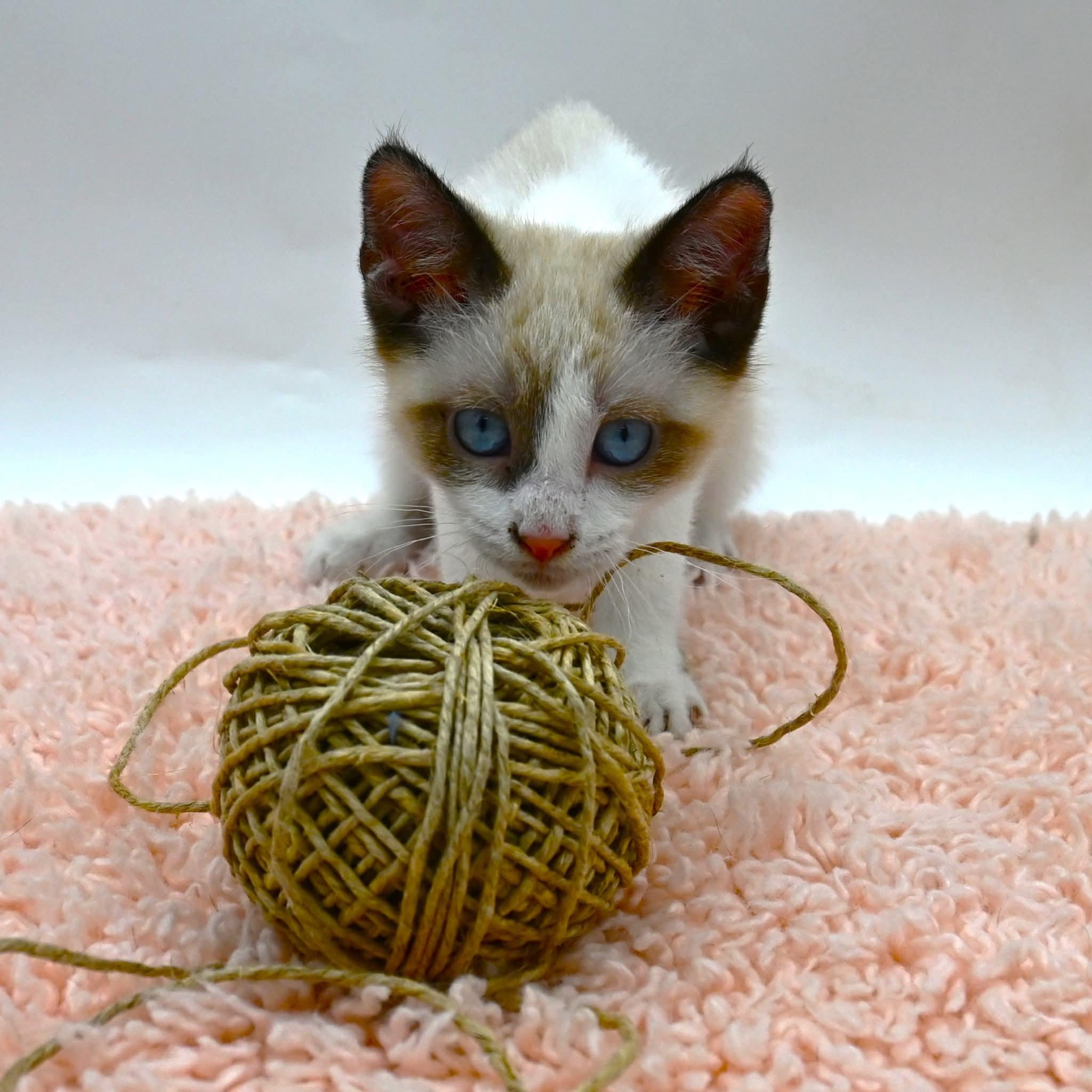 Enlarge Bunnie, an adopted mixed breed in Farmington, CT image 6/6