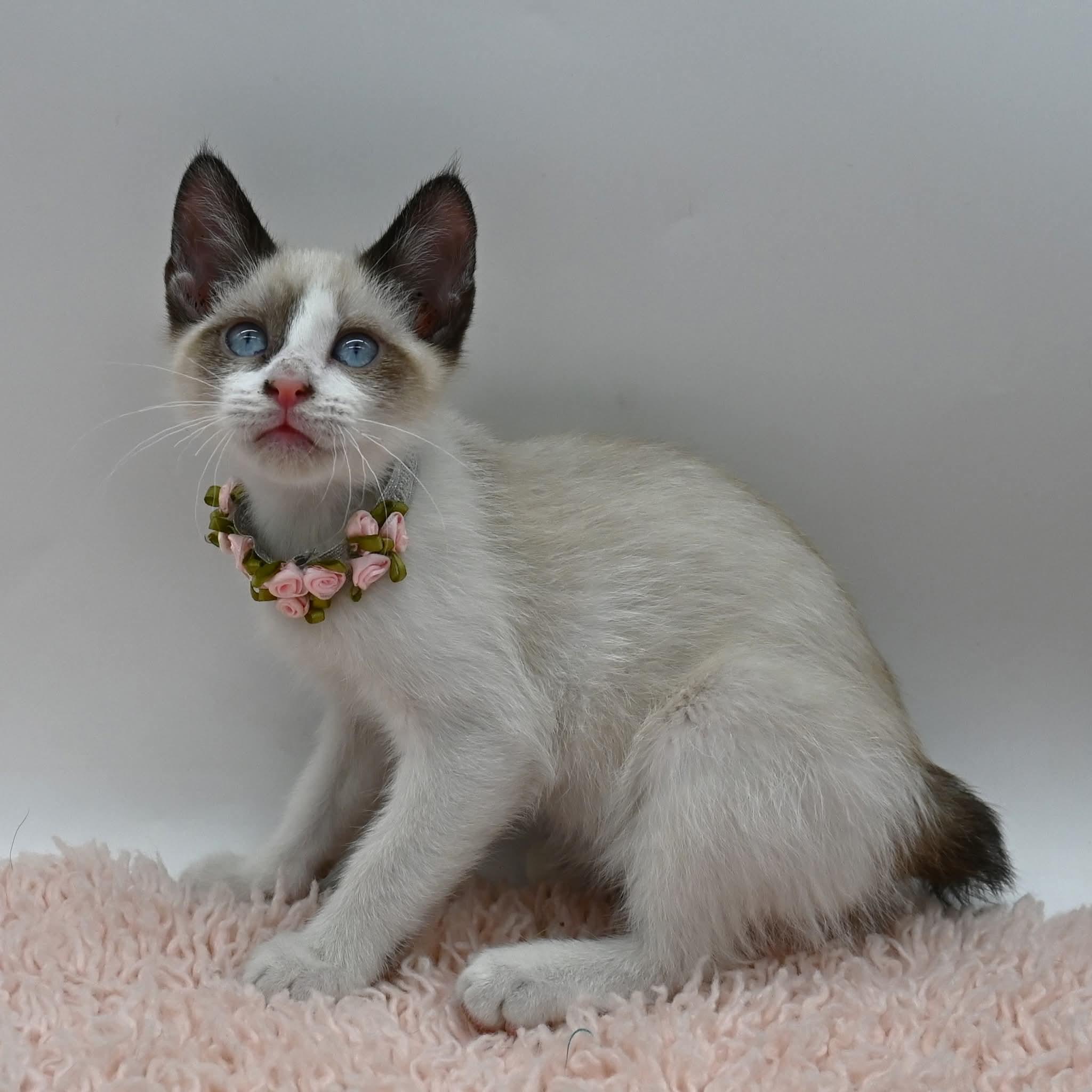 Enlarge Bunnie, an adopted mixed breed in Farmington, CT image 2/6