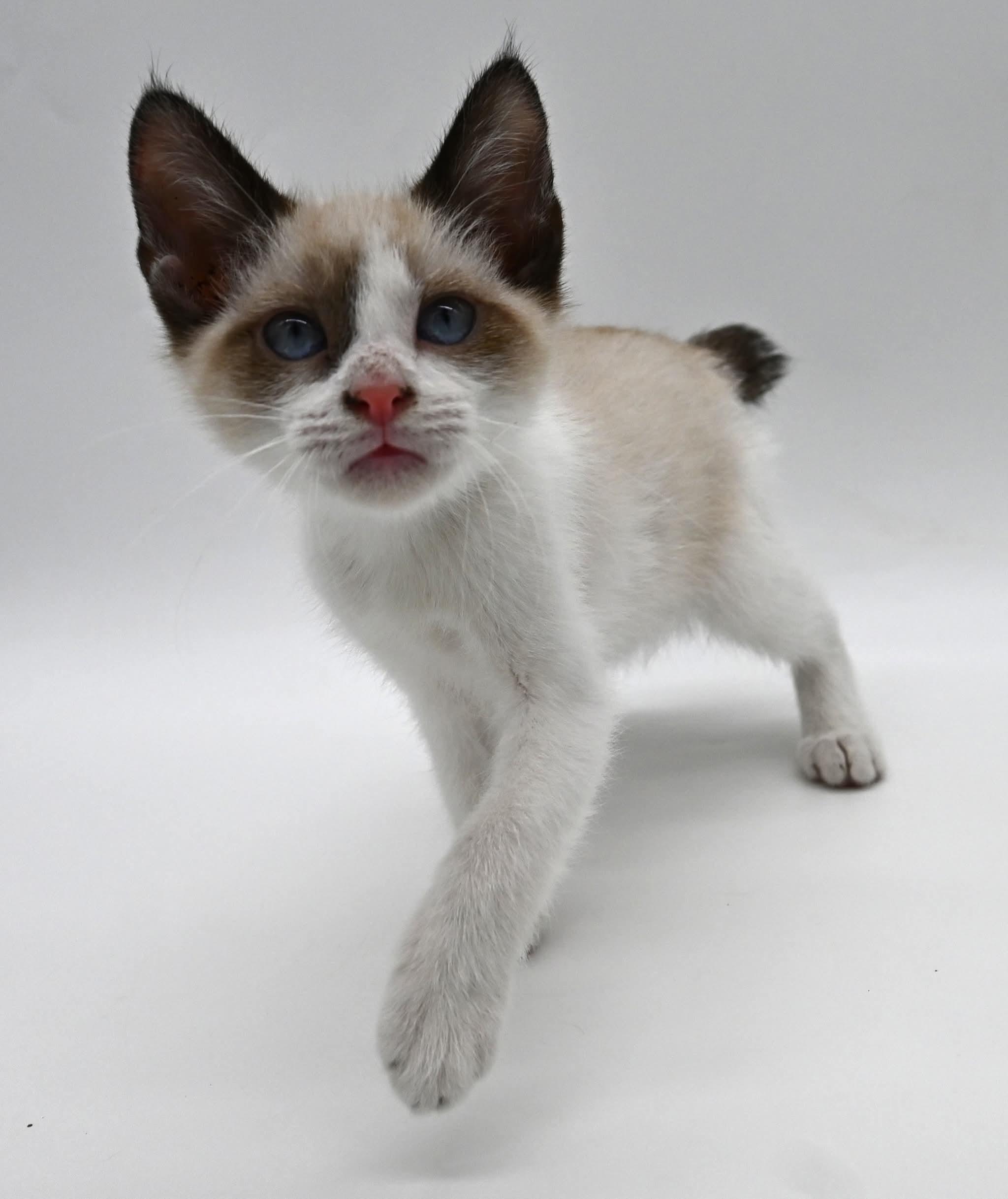 Enlarge Bunnie, an adopted mixed breed in Farmington, CT image 5/6