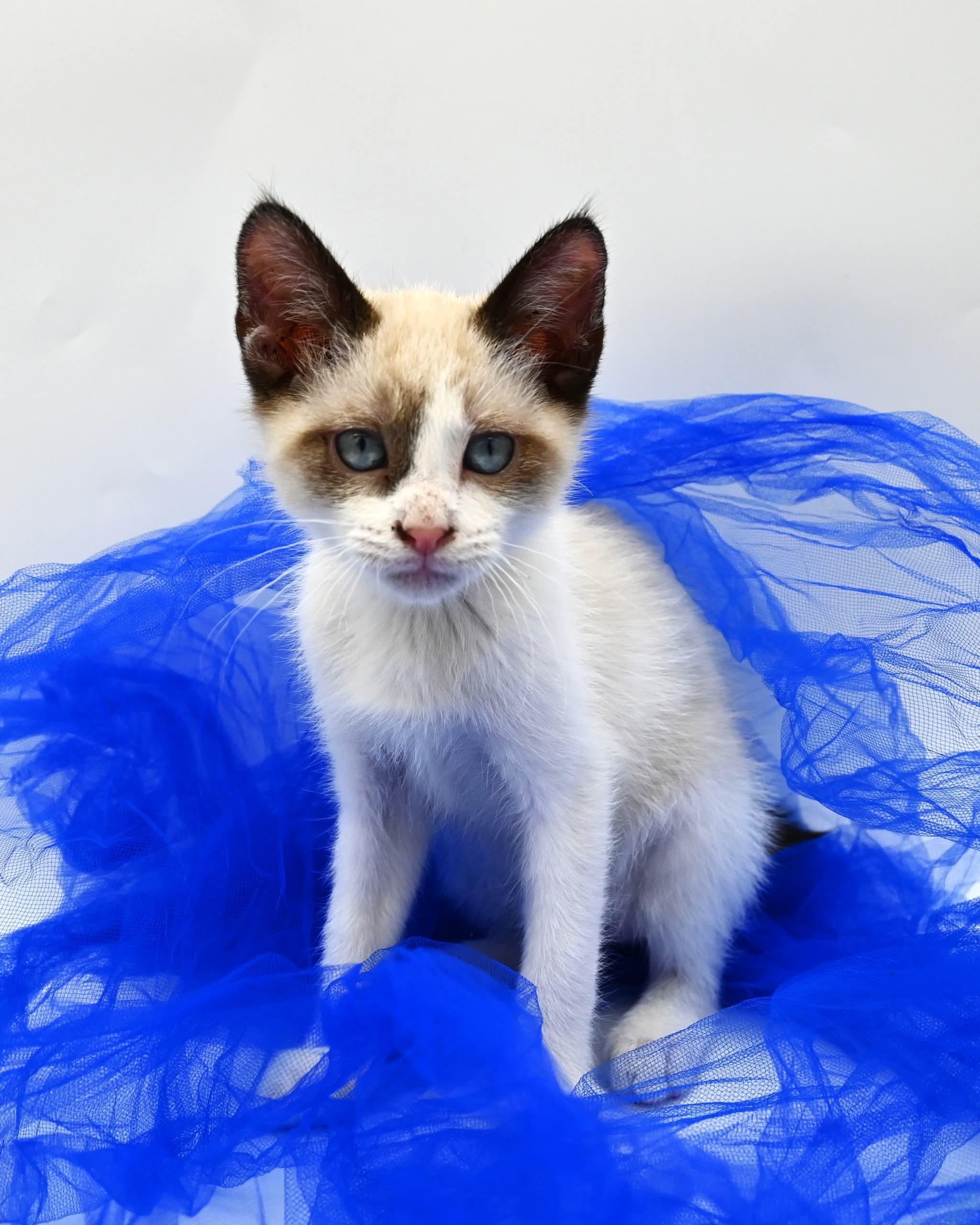 Enlarge Bunnie, an adopted mixed breed in Farmington, CT image 4/6