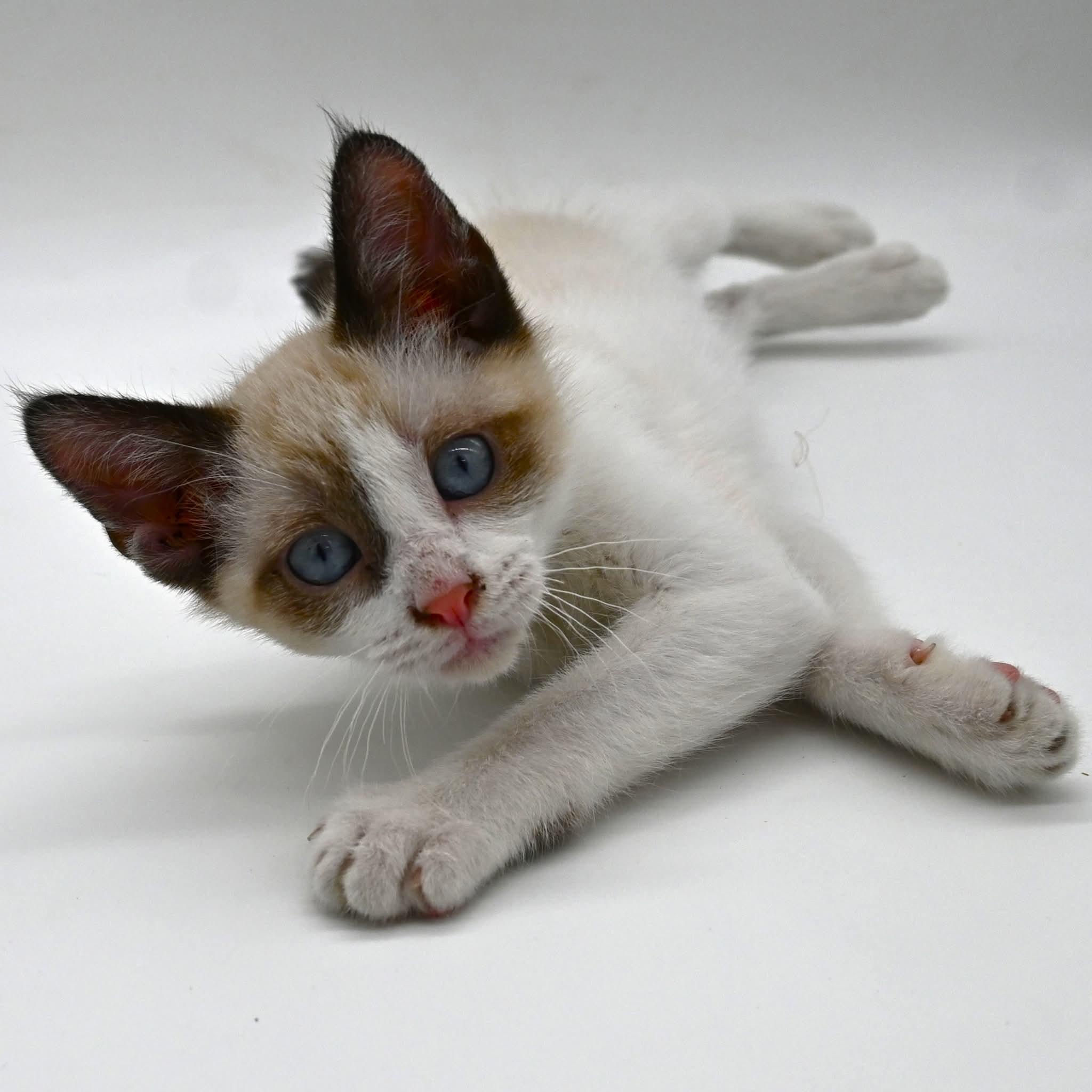 Bunnie, adopted, Kitten Female Snowshoe & Siamese.