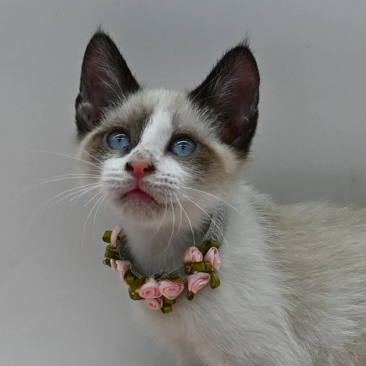 Enlarge Bunnie, an adopted mixed breed in Farmington, CT image 3/6