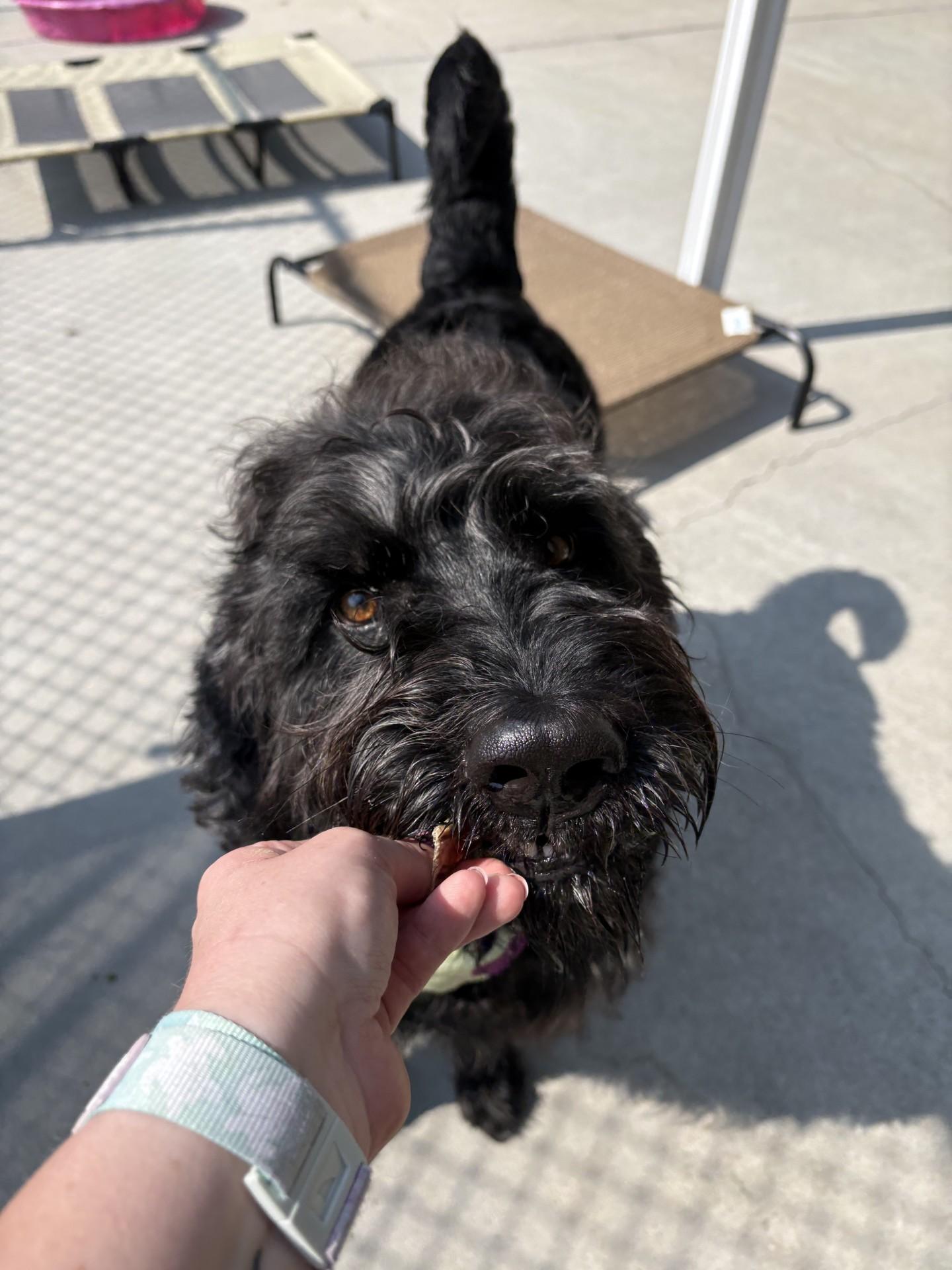Enlarge Ozzy, a ADOPTABLE Labradoodle in Ashland, VA image 5/5