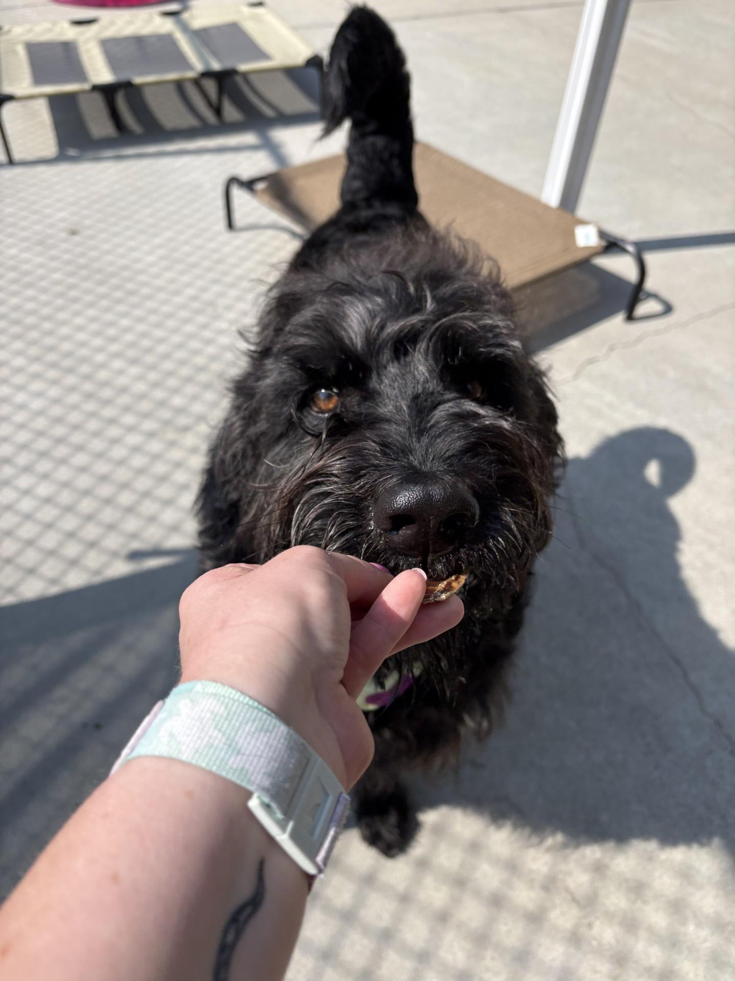 Ozzy, ADOPTABLE, Young Male Labradoodle.