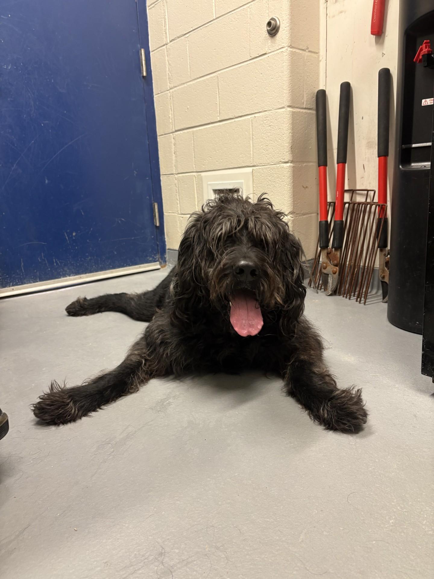 Enlarge Ozzy, a ADOPTABLE Labradoodle in Ashland, VA image 3/3