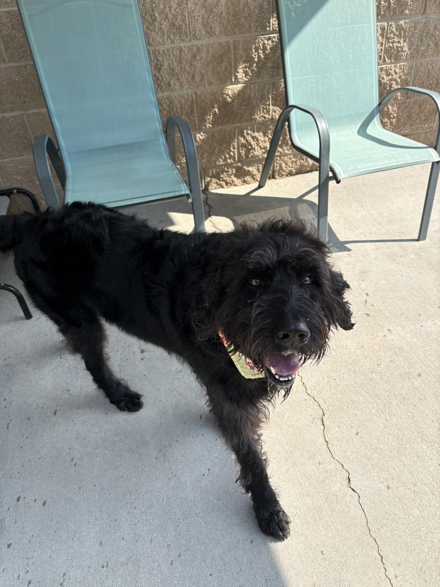 Enlarge Ozzy, a ADOPTABLE Labradoodle in Ashland, VA image 2/5