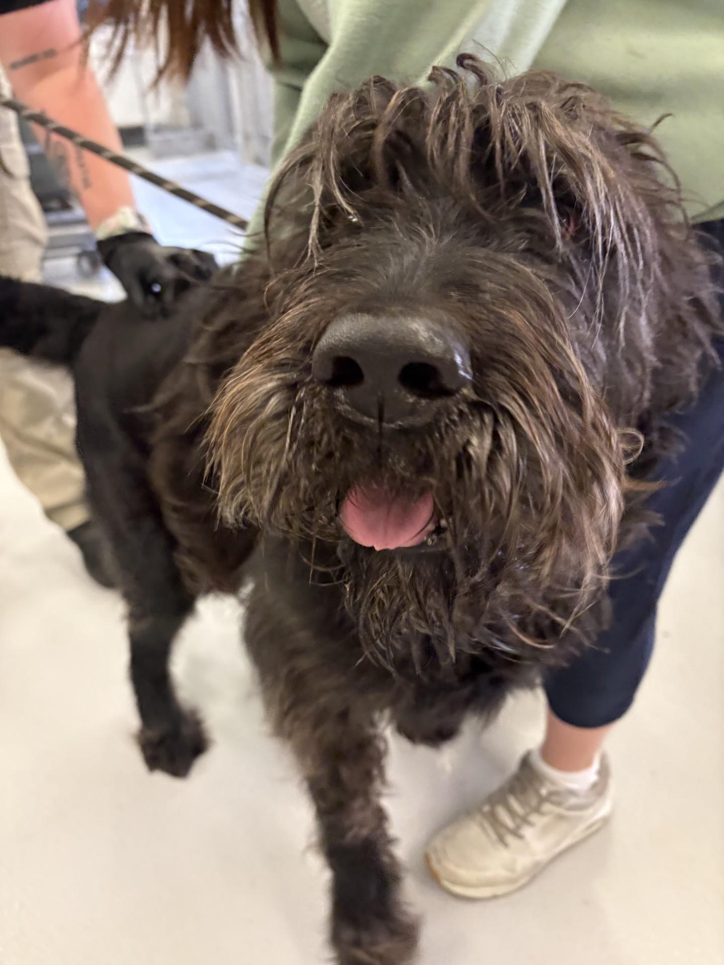 Ozzy, ADOPTABLE, Young Male Labradoodle.