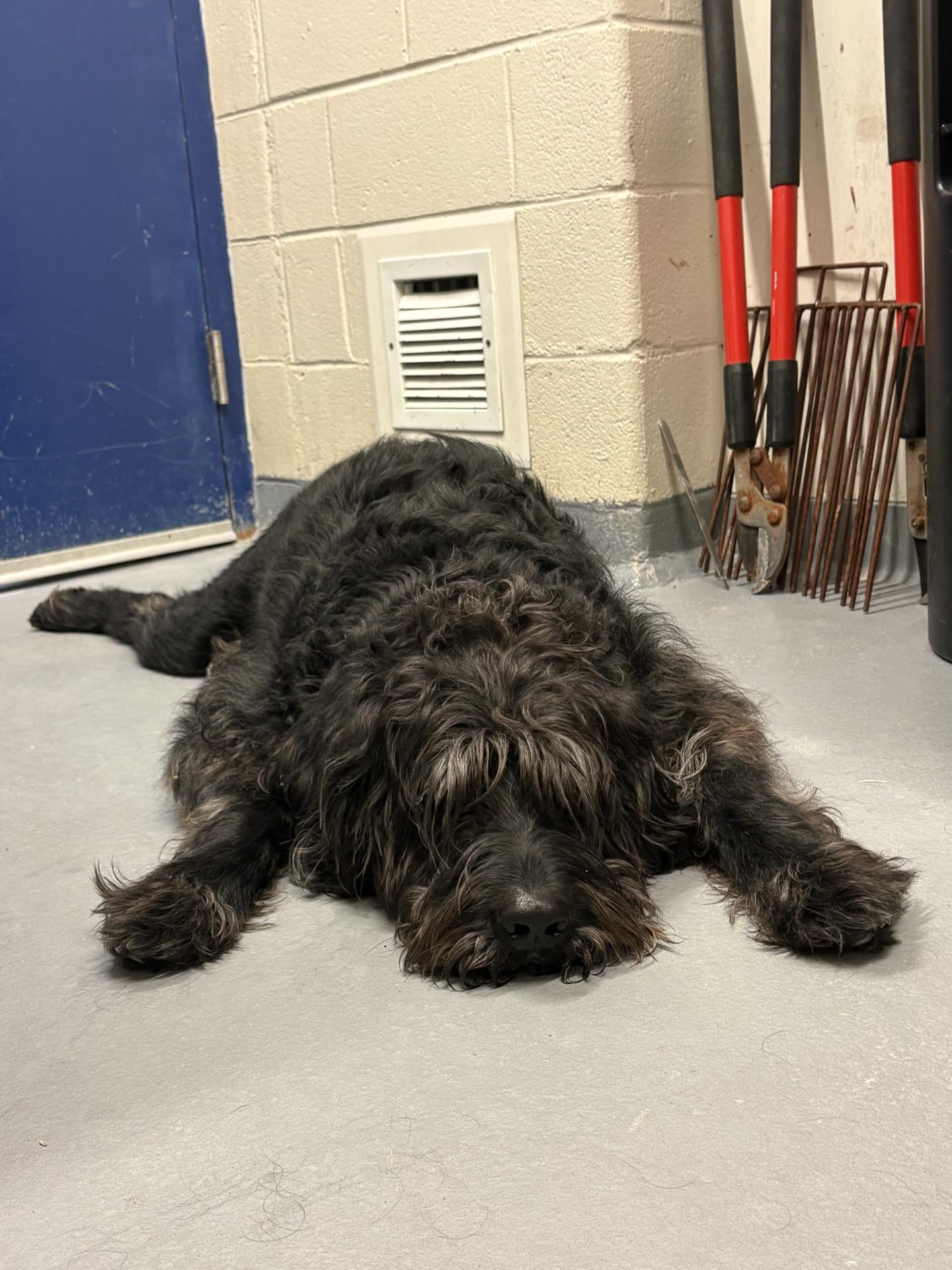 Enlarge Ozzy, a ADOPTABLE Labradoodle in Ashland, VA image 2/3