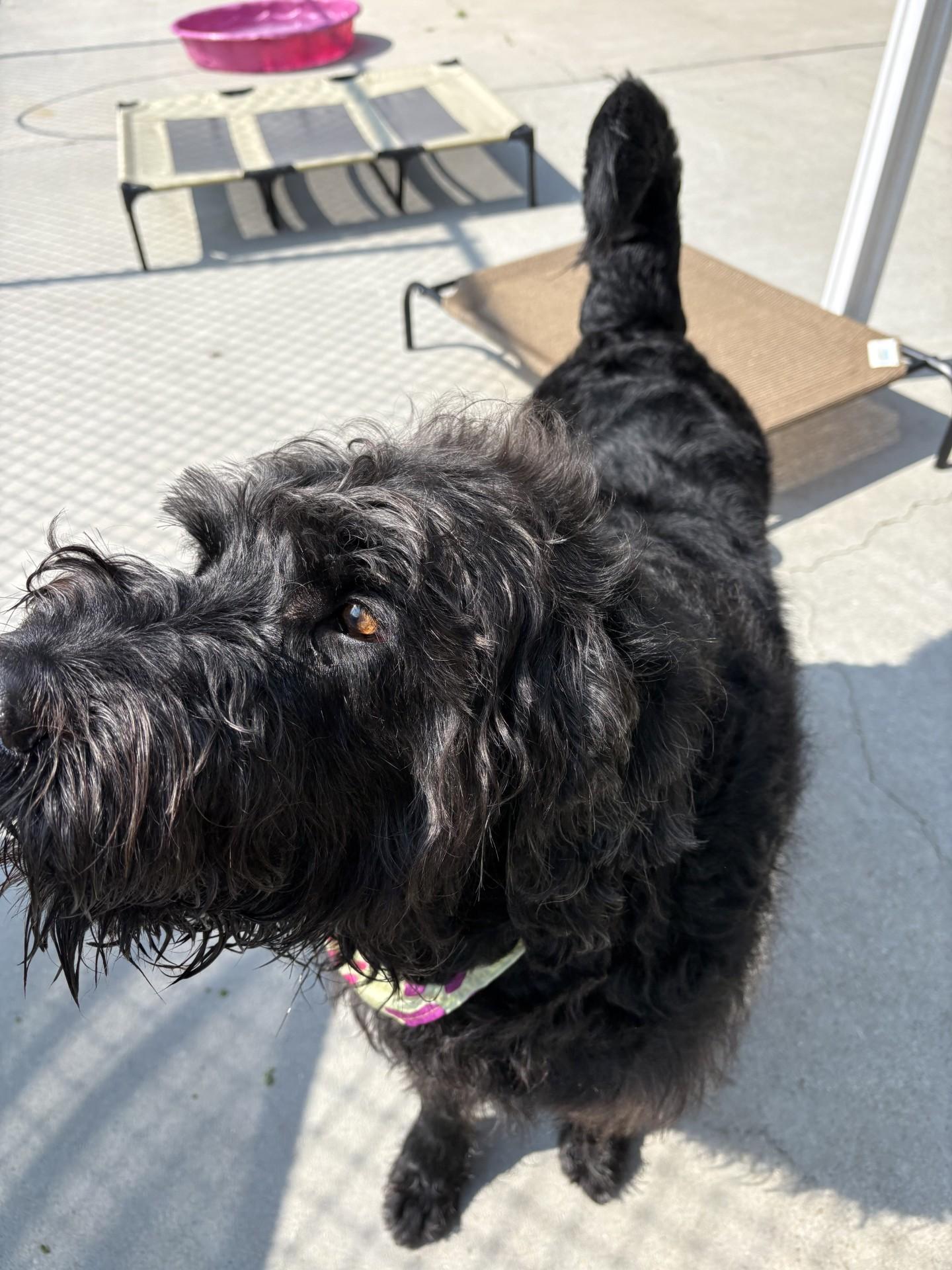 Enlarge Ozzy, a ADOPTABLE Labradoodle in Ashland, VA image 4/5