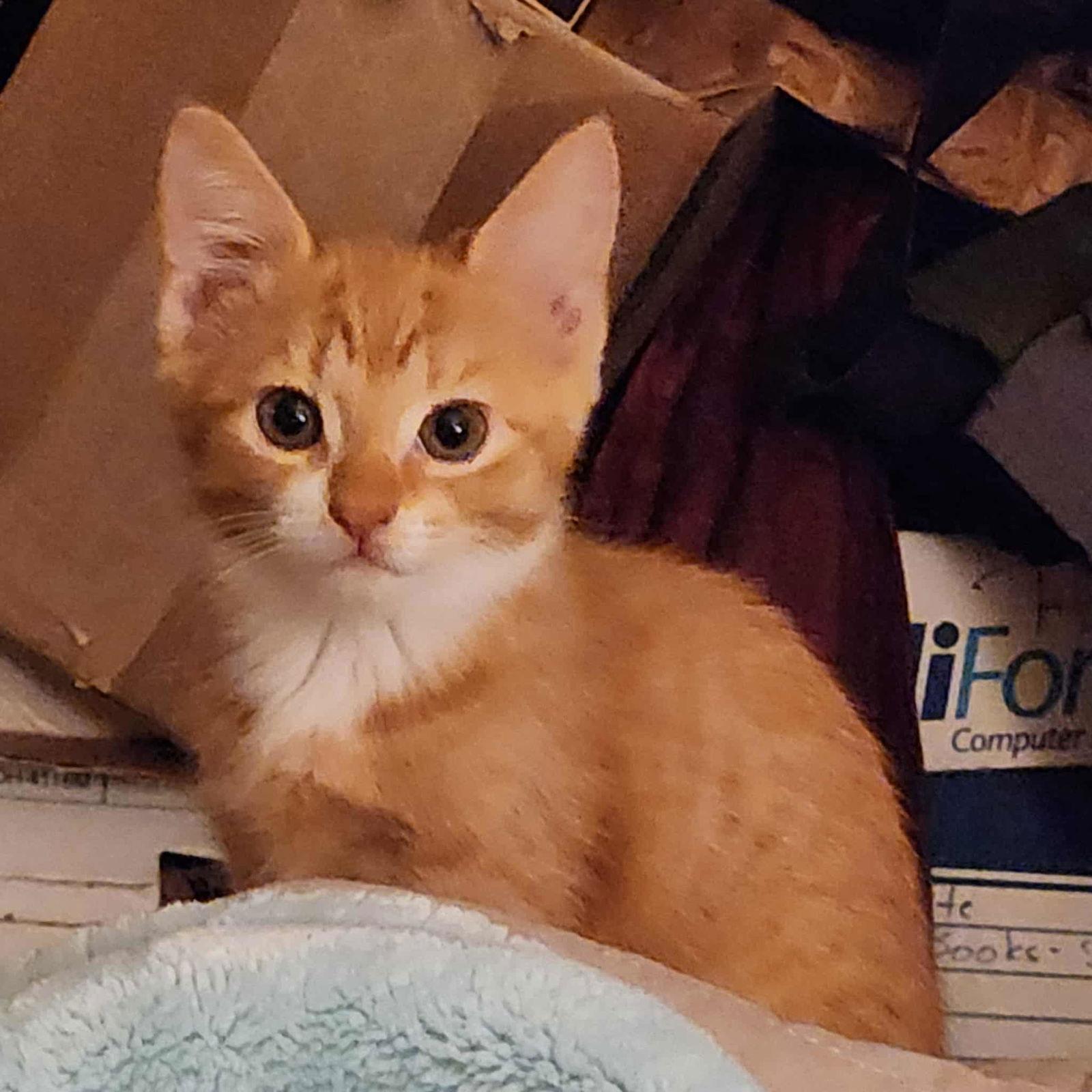 May, Adopted, Young Female Domestic Short Hair.